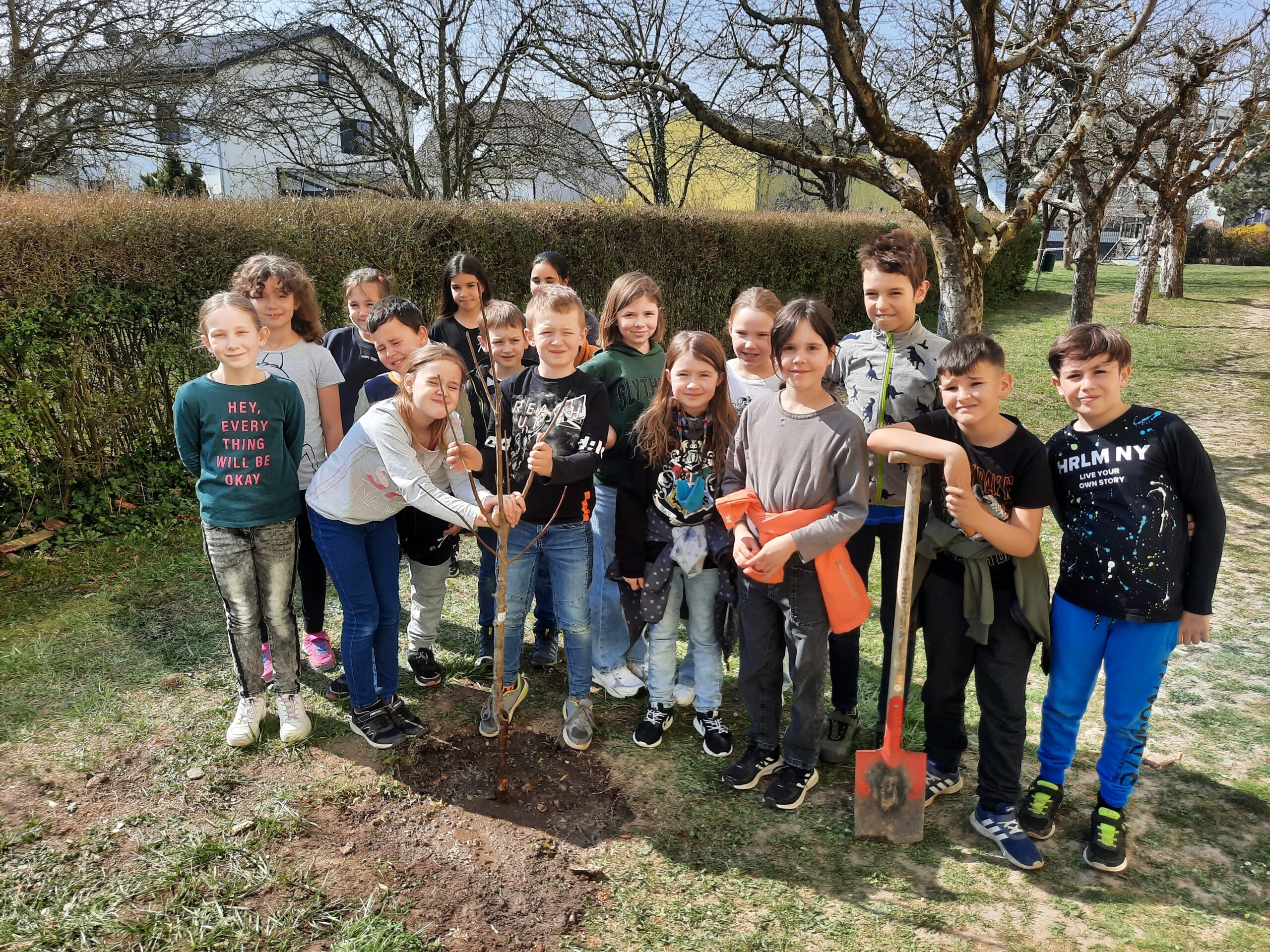 Ein neuer Zwetschkenbaum im Obstgarten